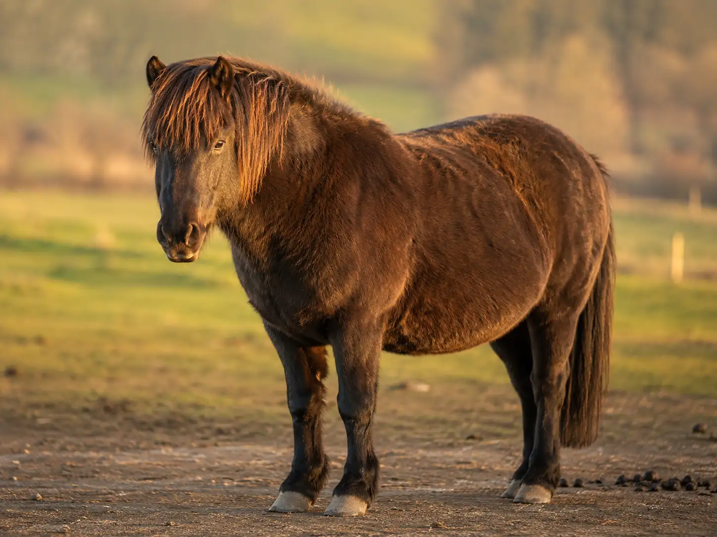 Robustes Pony auf kargem Paddock – typischer Körpertyp bei Equinem Metabolischem Syndrom (EMS)